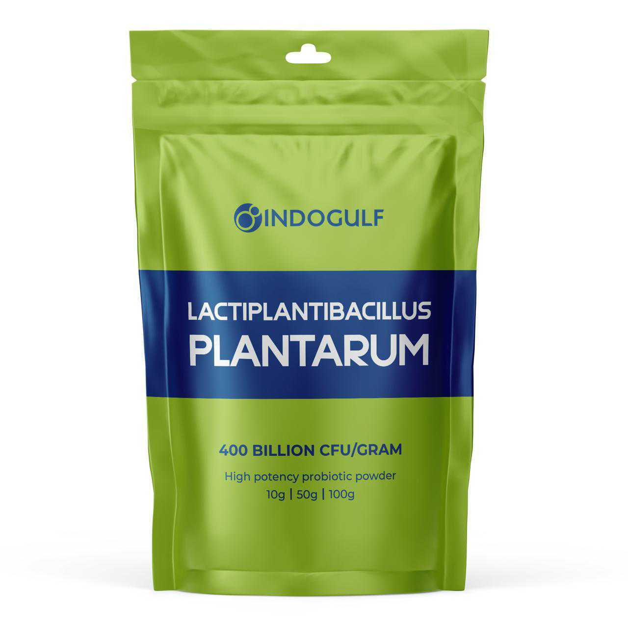 Lactiplantibacillus Plantarum