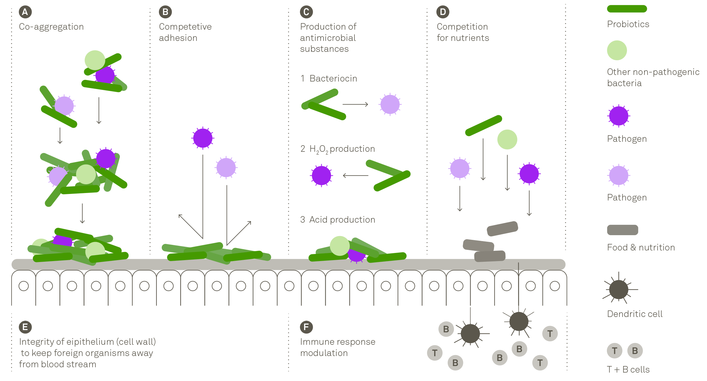 How does probiotics work?